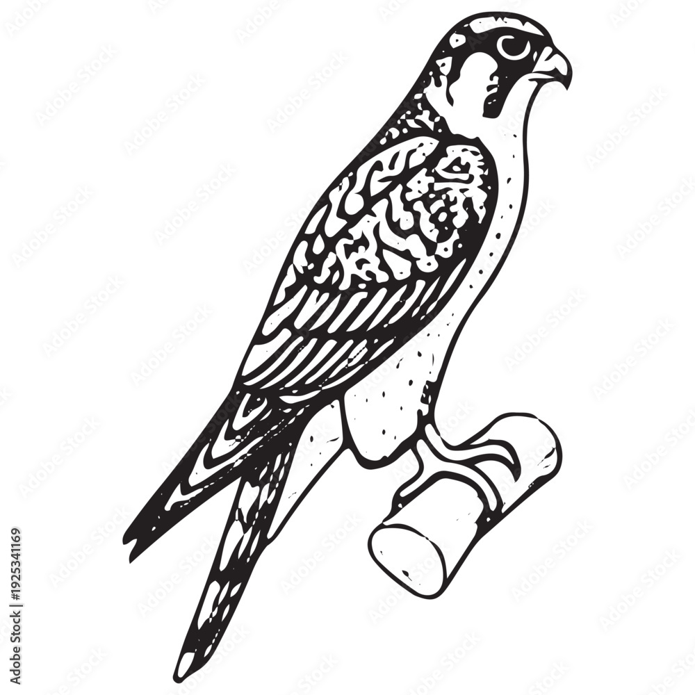 Fototapeta premium Vintage Peregrine Falcon Perched on Branch Engraving Wildlife Bird Illustration