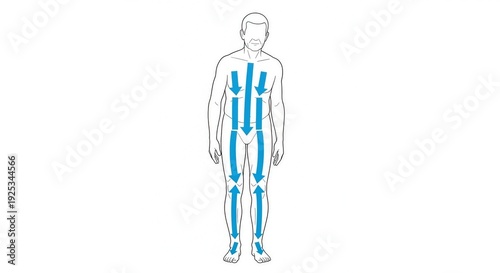 A detailed illustration of the human body with blue arrows pointing downwards