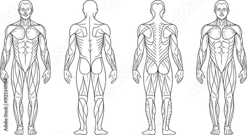 Human body muscle anatomy medical muscular system anatomy human muscles
