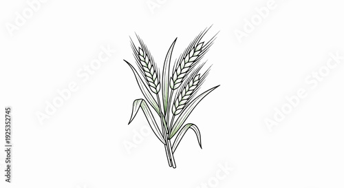 A minimalist illustration features a bundle of three green and gold wheat stalks