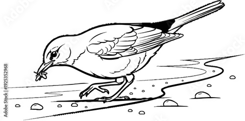 A black and white illustration of a small bird picking up an insect