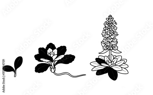 Botanical illustration of three stages of plant growth and bloom