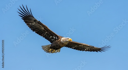 Wallpaper Mural Bald Eagle Soaring in Clear Blue Sky. Torontodigital.ca