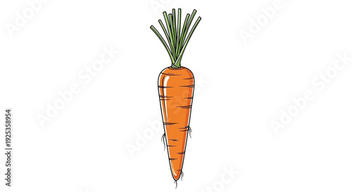 Fresh Orange Carrot with Green Stems Isolated on White Background