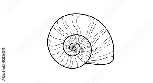 Black and White Nautilus Shell Illustration.