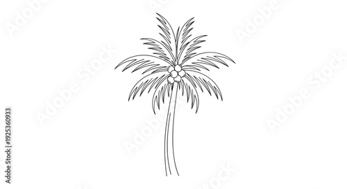 Pencil Drawing of Palm Tree.