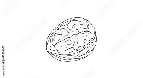 Simple Line Drawing of Walnut.