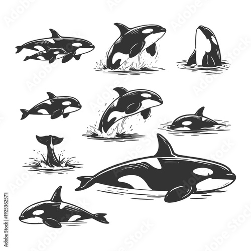 Orca Killer Whale Vector Illustration Set Featuring Predatory Marine Poses in Detailed Hand Drawn Black and White Vintage Line Art Style