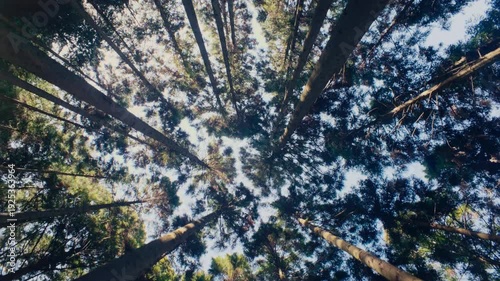 Atmospheric forest scene in Japan with light beams piercing through trees.