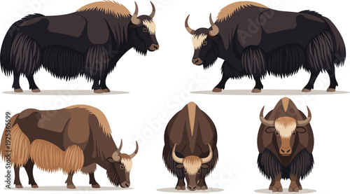 Musk Ox Animal Vector Collection Arctic Mammal with Long Fur Standing Grazing and Front View for Tundra Wildlife Nature Design.