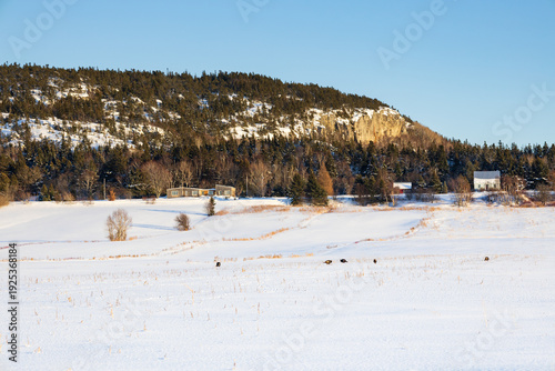 Wild turkeys foraging in snowy field seen from route 132 in the Bas-du-Fleuve region during a late winter afternoon, with inselberg or monadnock in the background, Quebec, Canada