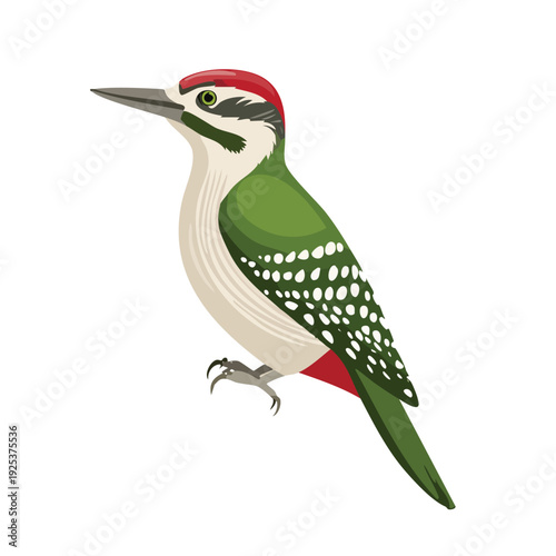 Fotografie Colorful woodpecker illustration on white background