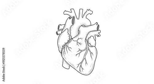 Anatomical Heart Drawing, Medical Illustration, Black and White, Human Organ