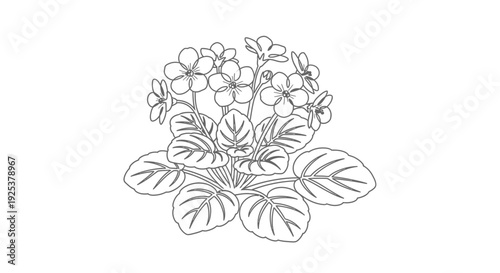 African Violet Plant Line Art Illustration - Blooming Houseplant with Leaves and Flowers