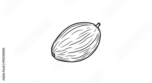 Hand-drawn illustration of a single ripe melon on a white background
