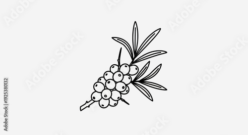 Hand-drawn illustration of sea buckthorn berries on a branch, black and white sketch