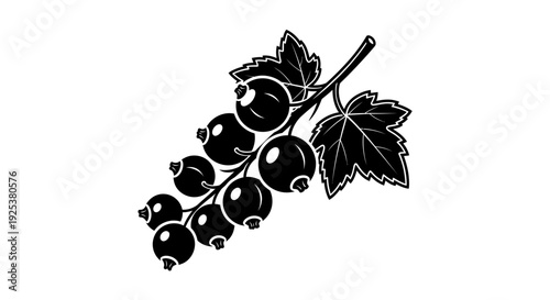 Blackcurrant Branch with Leaves, Stylized Vector Illustration
