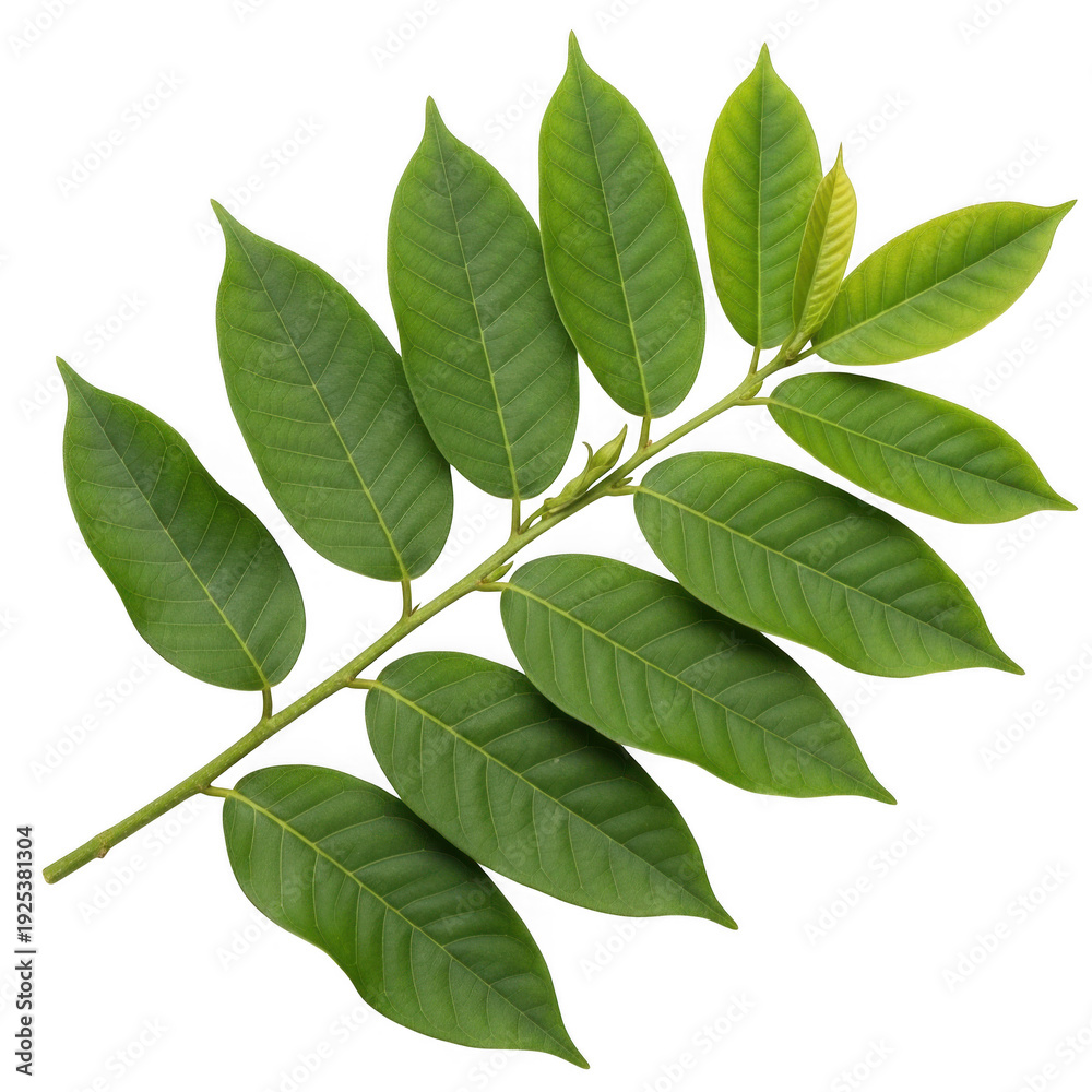 Naklejka premium A branch with green leaves on a white background, creating a simple yet elegant composition. isolated on transparent background