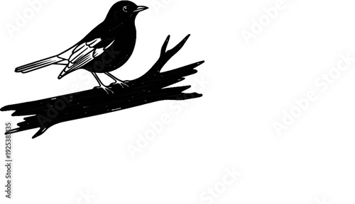 Black bird with white wing markings perched on a rough, dark branch