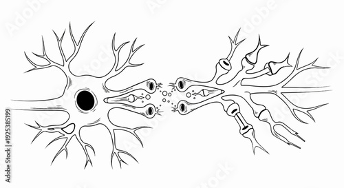 Detailed sketch of two neurons with synaptic connections forming
