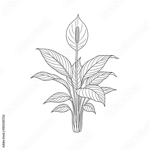 Detailed black and white illustration of a peace lily plant with leaves and flower.