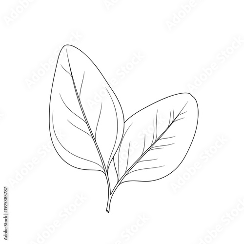 Simple black and white line art illustration of two spinach leaves.