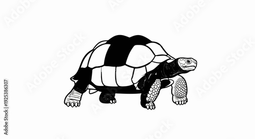 Detailed black and white illustration of a tortoise with a segmented shell
