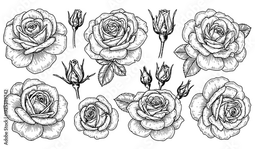 Vintage engraved rose sketch collection hand drawn floral line art vector