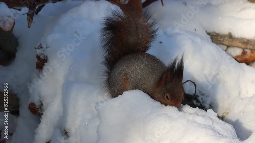 Squirrels eat seeds