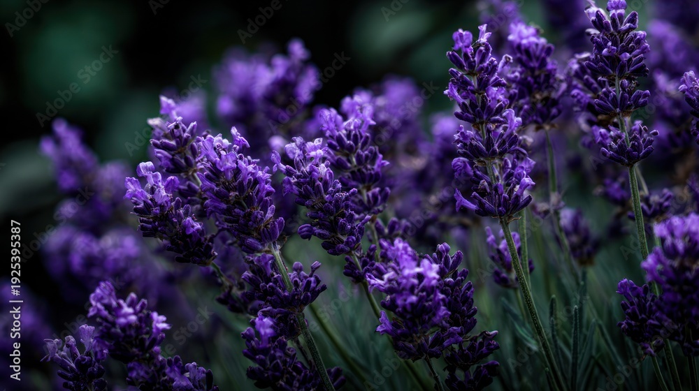 Obraz premium Purple lavender flowers in a garden setting.