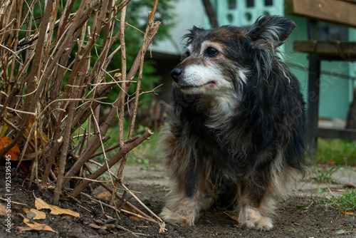 Old dog standing on garden path. Aging dog in natural setting showing texture of fur and quiet presence in late season light