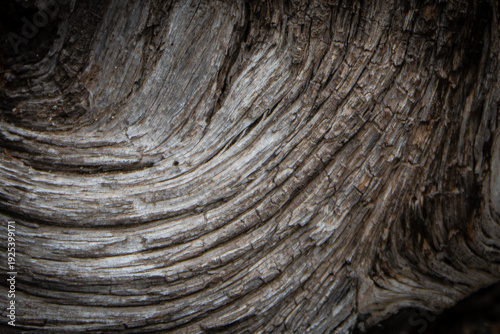 Textured bark of a decaying tree, Yellowstone National Park