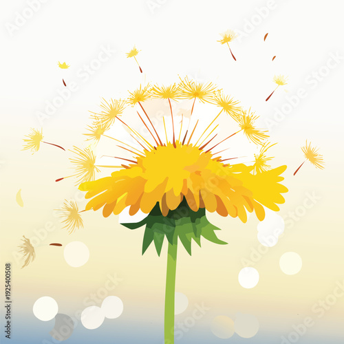 Close up view of a dandelion with dispersing seeds