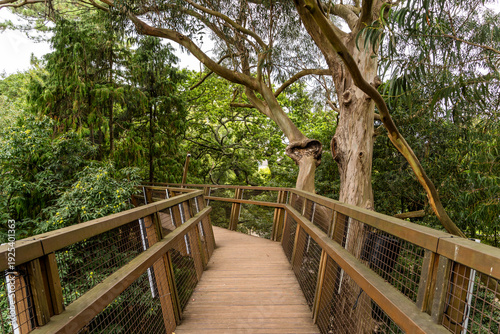 Slika na platnu Wooden Elevated Walkway Through Lush Forest in Serralves Park, Porto, Portugal
