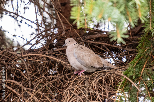 Turkish turtledove perched on a spruce branch