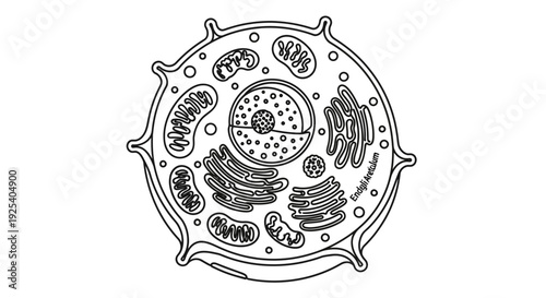 Animal Cell Diagram - Scientific Illustration