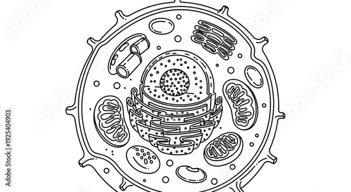Animal Cell Diagram - Scientific Illustration