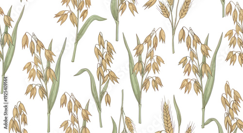 Watercolor Illustration of Oat Plants with Grains.