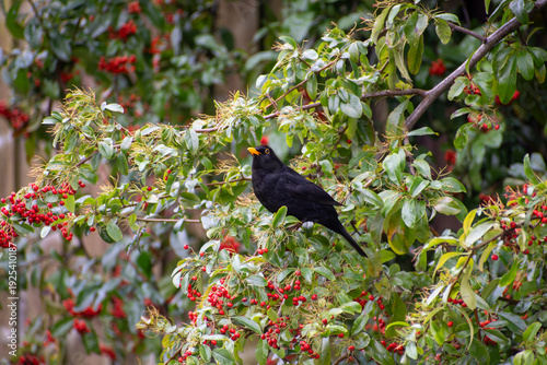 Tableau sur toile A close-up of an Eurasian Blackbird eating the red berries of a Pyracantha shrub