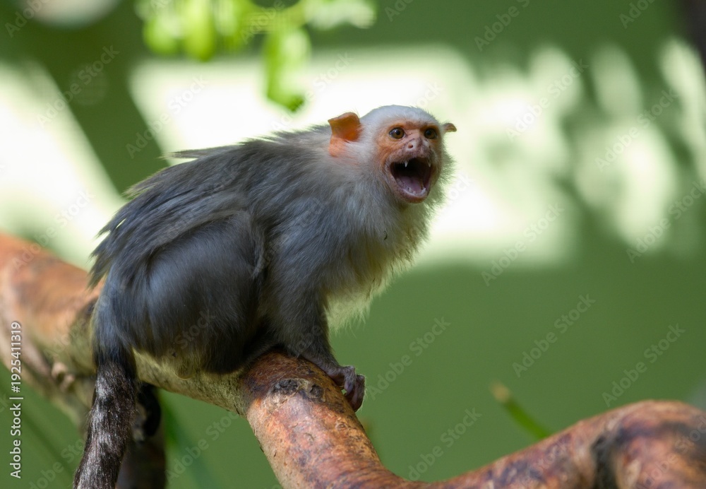 Naklejka premium Silvery marmoset