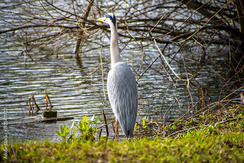 Billede på lærred A Grey Heron fishing at Iremongers pond in Nottingham, UK