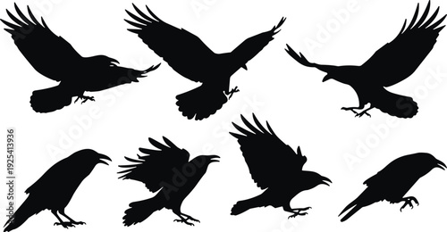 Flying raven and crow silhouettes set, black bird collection in different poses isolated on white background for tattoo logo design