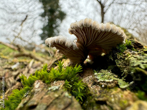 Bild auf Leinwand Bracket Fungi Growing on Moss Covered Tree Trunk – Low Angle View