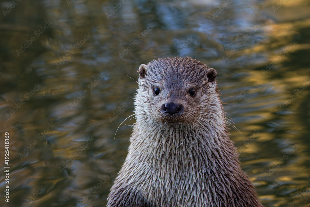 Fototapeta premium Close-up portrait of a wet river otter looking at camera with rippled water background, natural light, shallow depth of field, wildlife photography.
