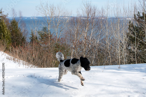 Black and white Goldendoodle in action in the snow by a lake