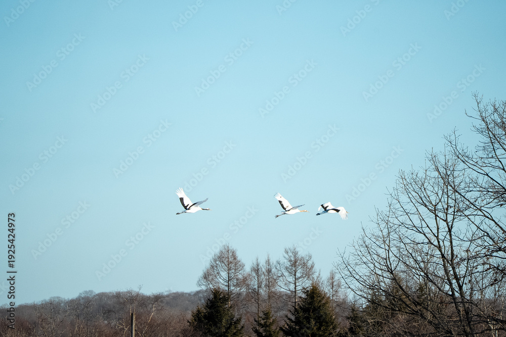 Fototapeta premium Japan,Hokkaido,Kushiro,Red-crowned Crane,Japanese Crane