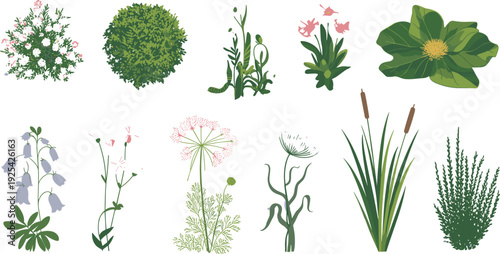 Botanical plants collection illustration, flowers, shrubs and wild herbs flat vector garden elements isolated on white