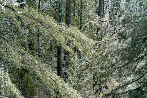 Bushes covered with a thin layer of ice following an ice storm in the Adirondack region