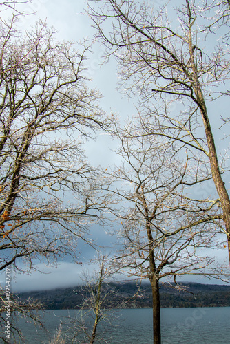 Photograph taken from a low angle showing the sky through the treetops, with branches covered in frost