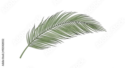 Delicate Green Palm Frond with Fine Details, Isolated on White Background